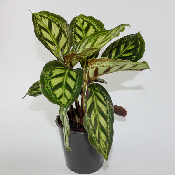 Calathea Moonlight Ø12cm H35cm
