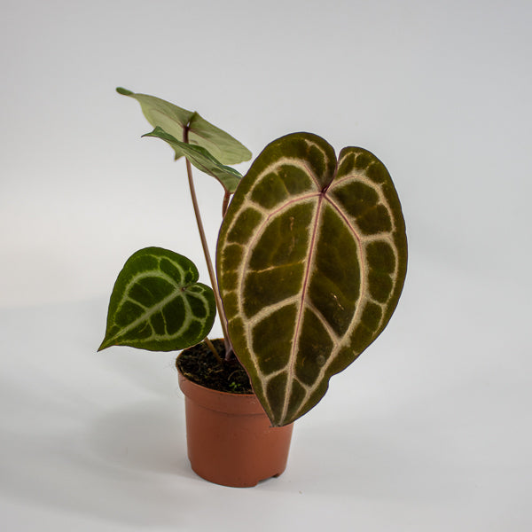 Anthurium Docblock Michelle Ø9cm H15cm
