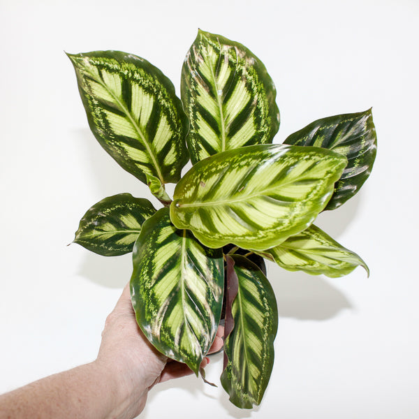 Calathea Moonlight Ø12cm H35cm