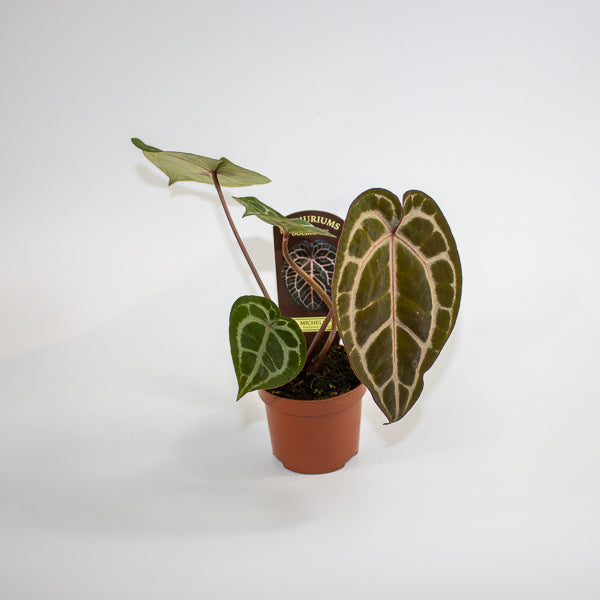 Anthurium Docblock Michelle Ø9cm H15cm