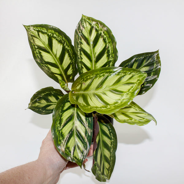 Calathea Moonlight Ø12cm H35cm