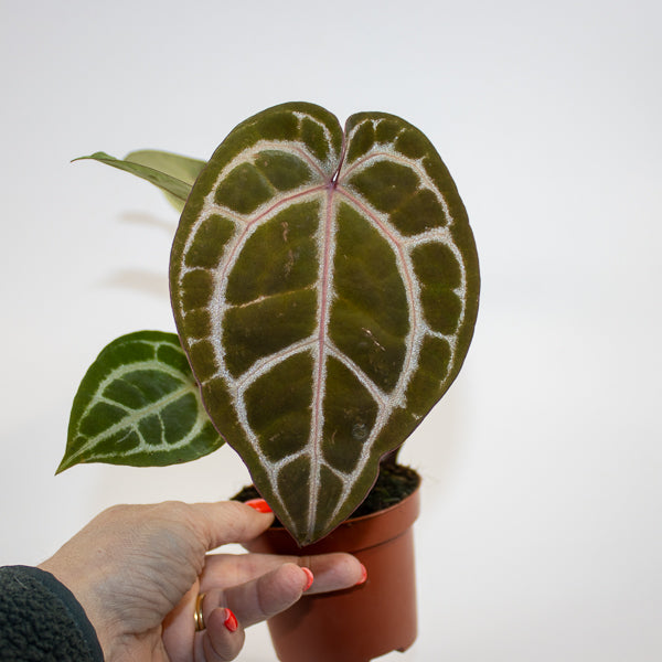 Anthurium Docblock Michelle Ø9cm H15cm
