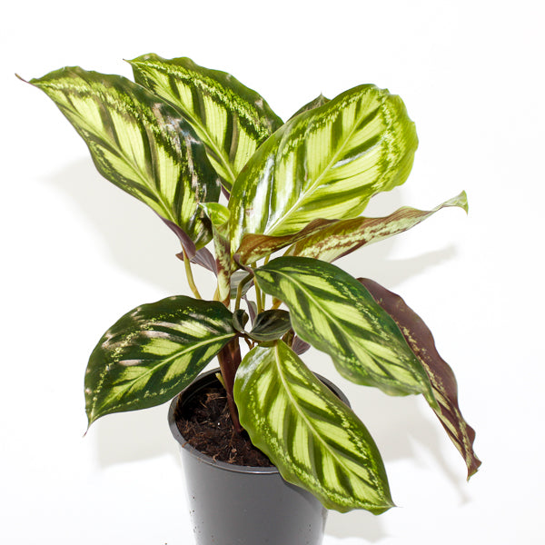 Calathea Moonlight Ø12cm H35cm