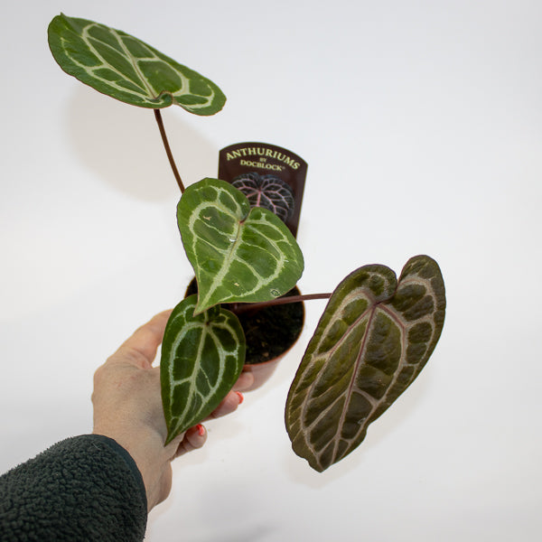 Anthurium Docblock Michelle Ø9cm H15cm