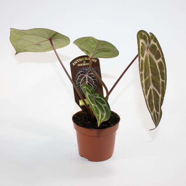 Anthurium Docblock Michelle Ø9cm H15cm