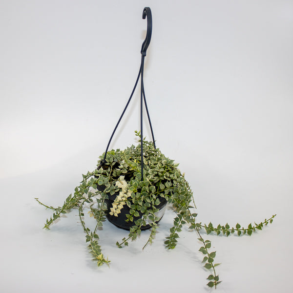 Dischidia ruscifolia 'Variegata' Ø14cm H25cm