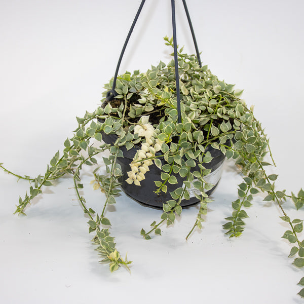 Dischidia ruscifolia 'Variegata' Ø14cm H25cm