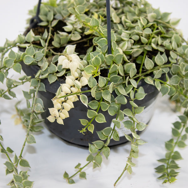 Dischidia ruscifolia 'Variegata' Ø14cm H25cm