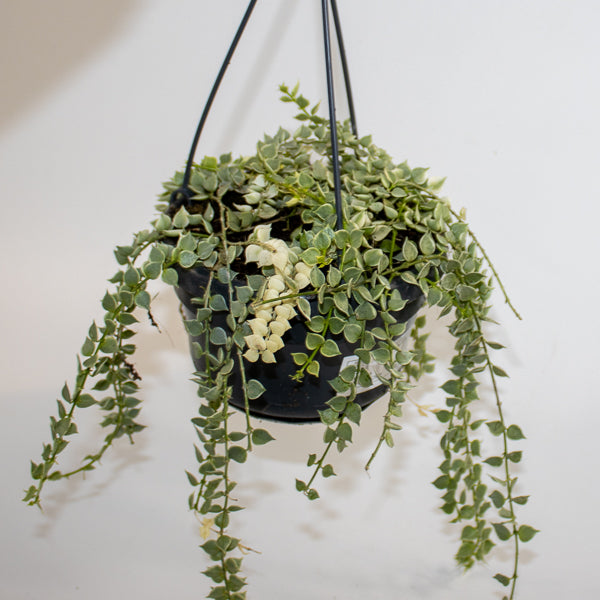 Dischidia ruscifolia 'Variegata' Ø14cm H25cm
