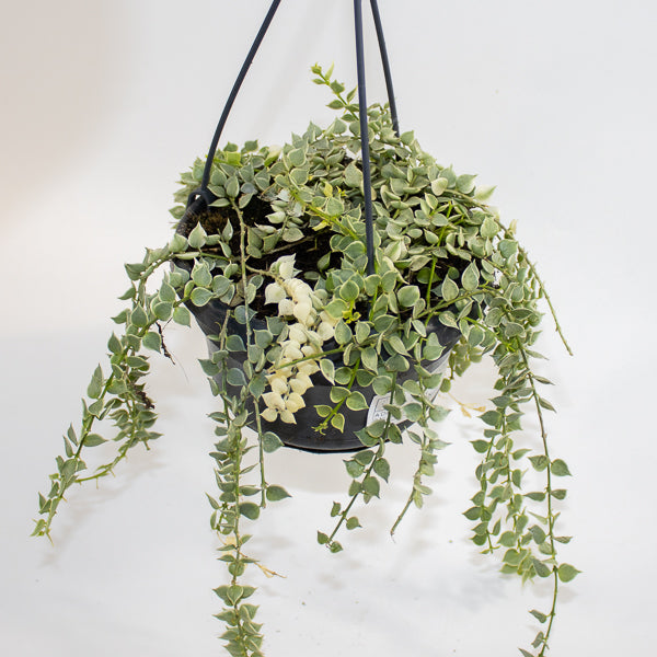 Dischidia ruscifolia 'Variegata' Ø14cm H25cm
