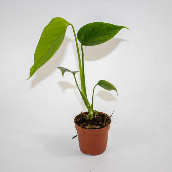 Monstera deliciosa 'Sierrana' Ø7cm H10cm