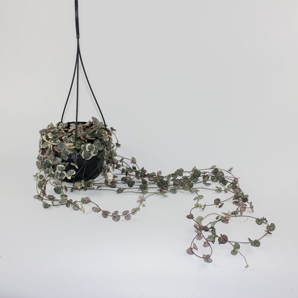 Ceropegia woodii variegata Ø14cm H38cm
