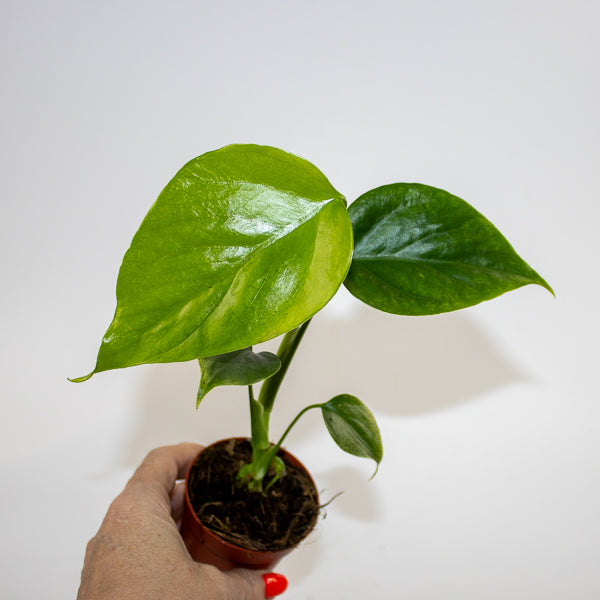Monstera deliciosa 'Sierrana' Ø7cm H10cm
