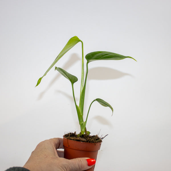 Monstera deliciosa 'Sierrana' Ø7cm H10cm