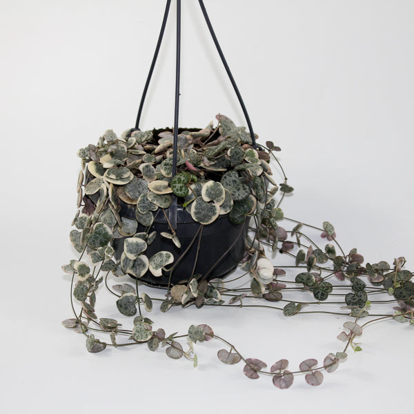 Ceropegia woodii variegata Ø14cm H38cm