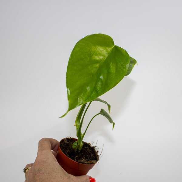 Monstera deliciosa 'Sierrana' Ø7cm H10cm