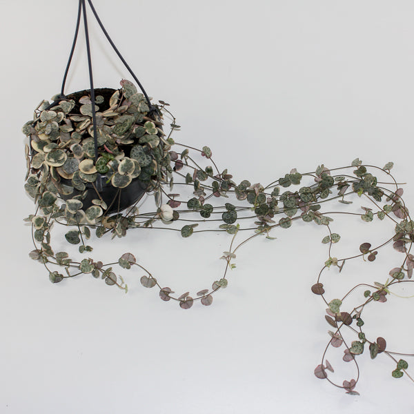Ceropegia woodii variegata Ø14cm H38cm