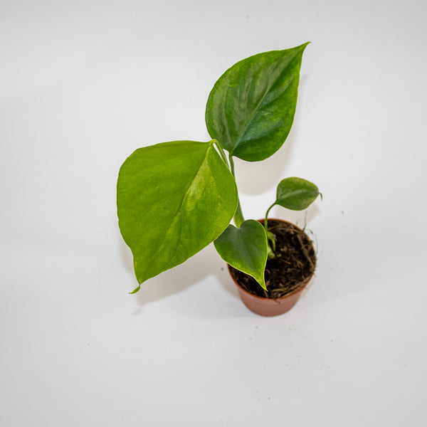 Monstera deliciosa 'Sierrana' Ø7cm H10cm