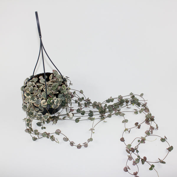 Ceropegia woodii variegata Ø14cm H38cm