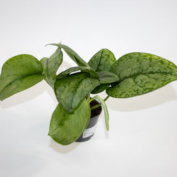 Scindapsus 'Silver Cloud' Ø9cm H15cm