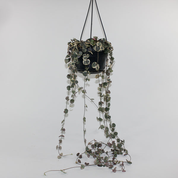 Ceropegia woodii variegata Ø14cm H38cm