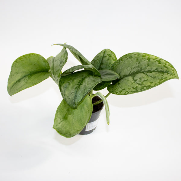 Scindapsus 'Silver Cloud' Ø9cm H15cm
