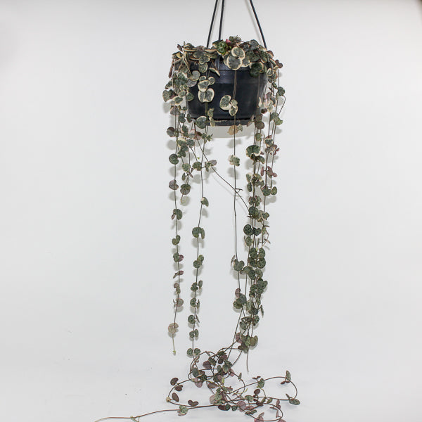 Ceropegia woodii variegata Ø14cm H38cm