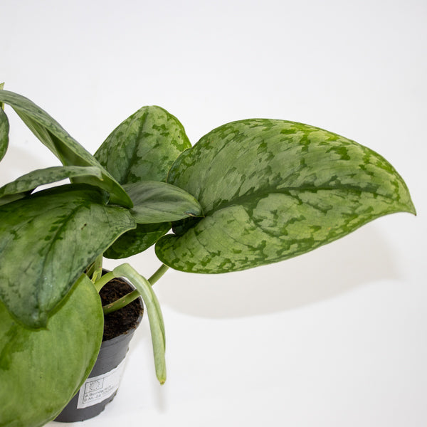 Scindapsus 'Silver Cloud' Ø9cm H15cm