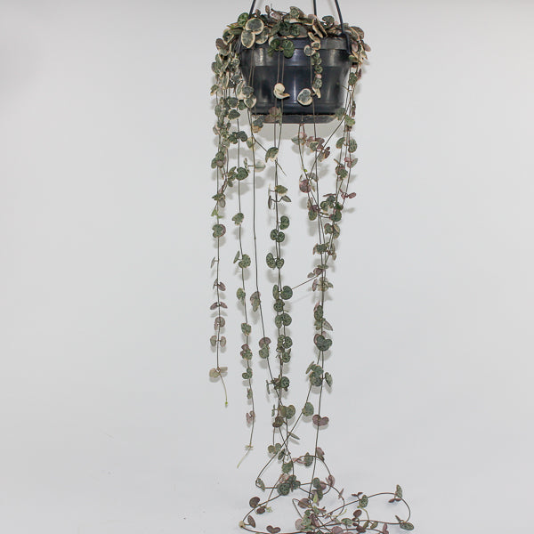 Ceropegia woodii variegata Ø14cm H38cm