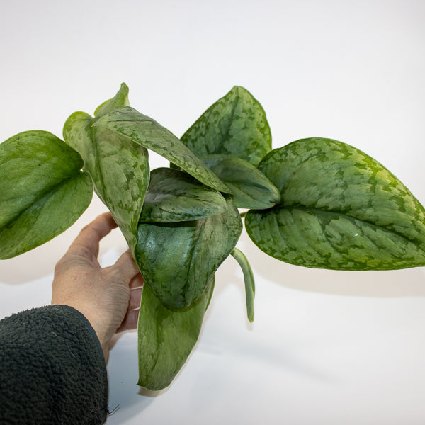 Scindapsus 'Silver Cloud' Ø9cm H15cm