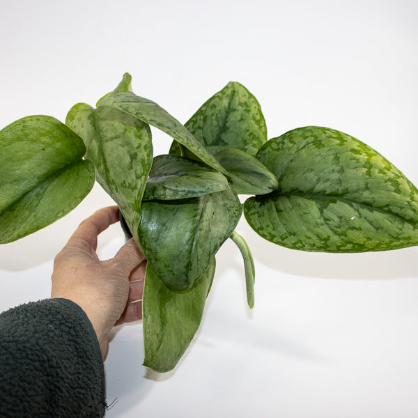 Scindapsus 'Silver Cloud' Ø9cm H15cm