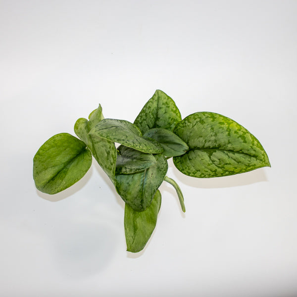 Scindapsus 'Silver Cloud' Ø9cm H15cm