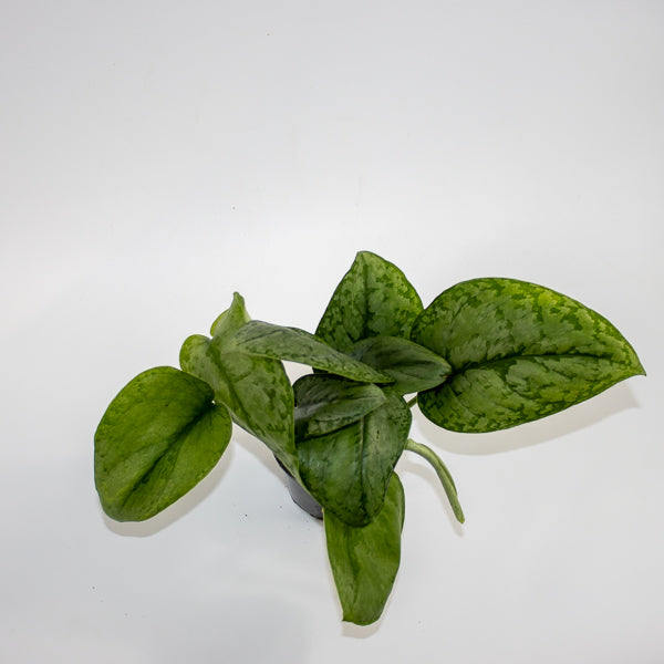 Scindapsus 'Silver Cloud' Ø9cm H15cm