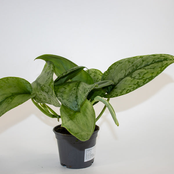 Scindapsus 'Silver Cloud' Ø9cm H15cm