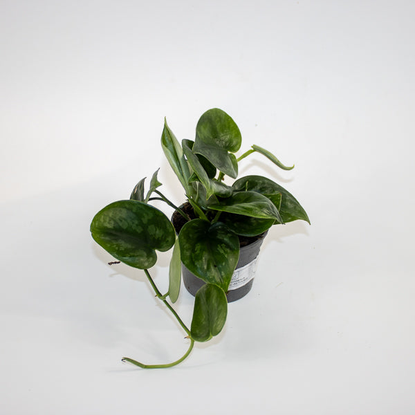 Scindapsus 'Silver Platinum' Ø9cm H15cm