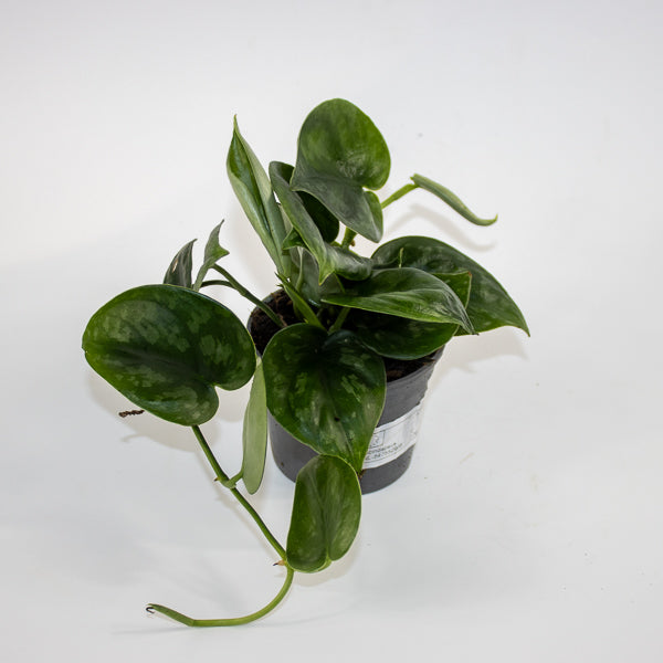 Scindapsus 'Silver Platinum' Ø9cm H15cm