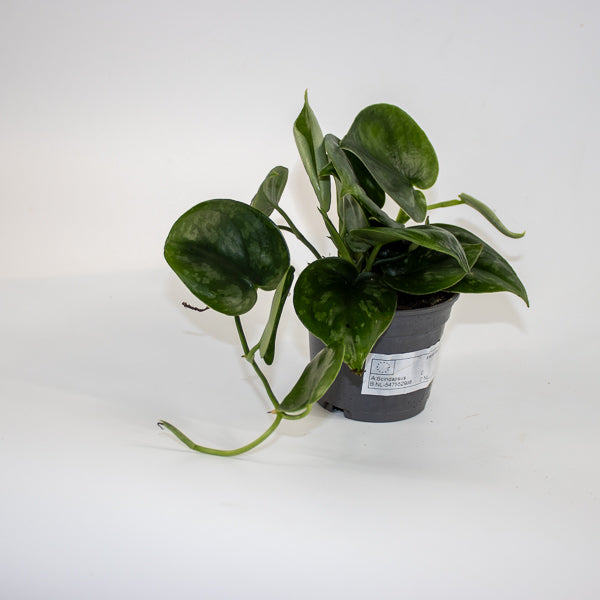 Scindapsus 'Silver Platinum' Ø9cm H15cm
