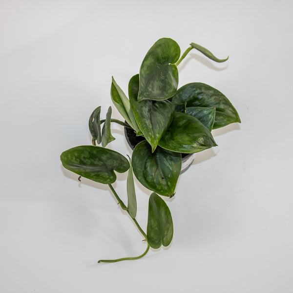 Scindapsus 'Silver Platinum' Ø9cm H15cm