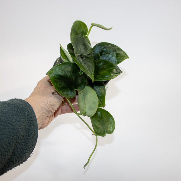 Scindapsus 'Silver Platinum' Ø9cm H15cm