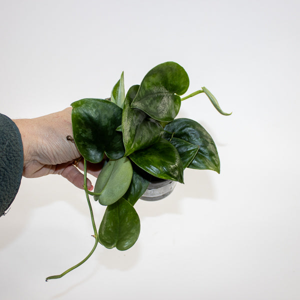 Scindapsus 'Silver Platinum' Ø9cm H15cm