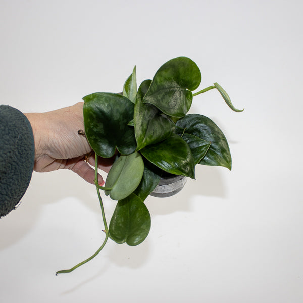 Scindapsus 'Silver Platinum' Ø9cm H15cm