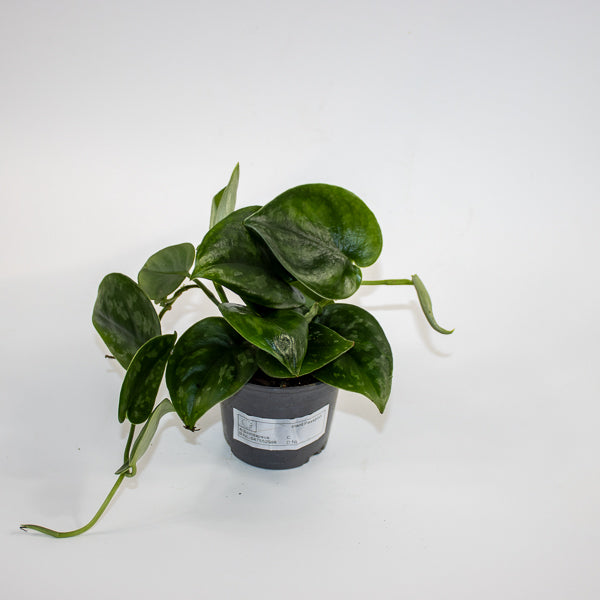 Scindapsus 'Silver Platinum' Ø9cm H15cm