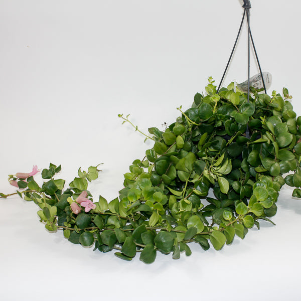 Aeschynanthus Pink Polka Ø15cm H45cm