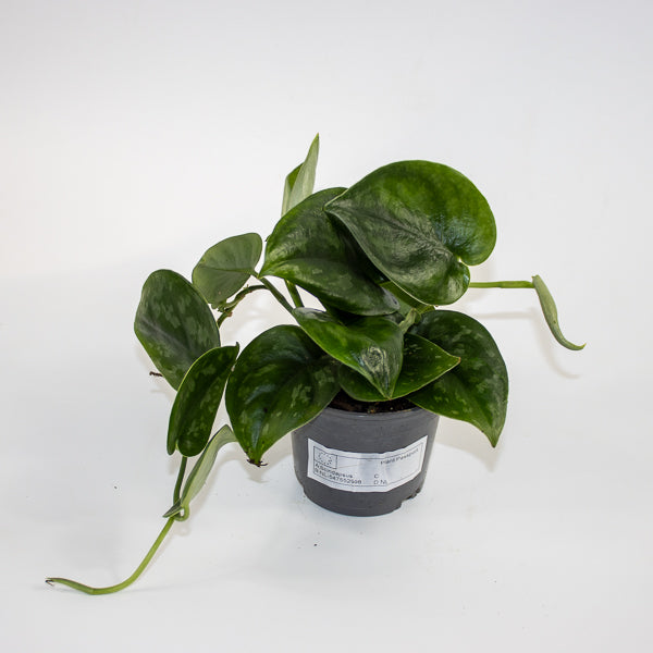 Scindapsus 'Silver Platinum' Ø9cm H15cm