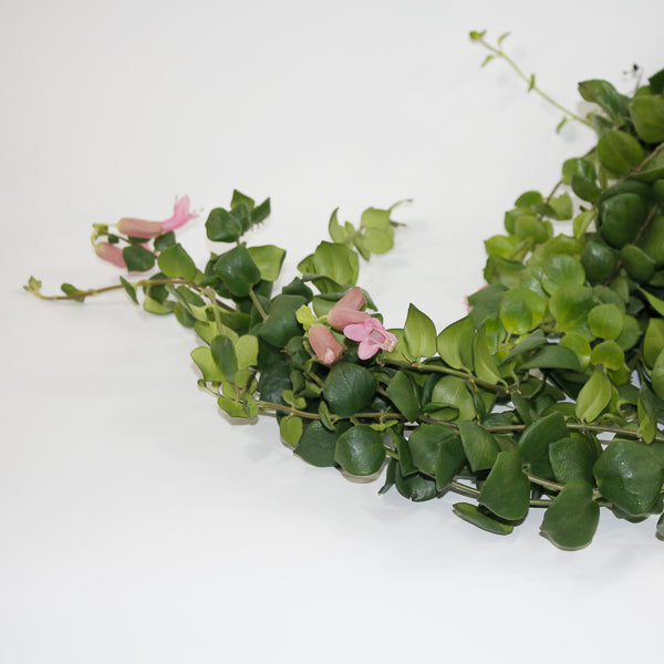 Aeschynanthus Pink Polka Ø15cm H45cm