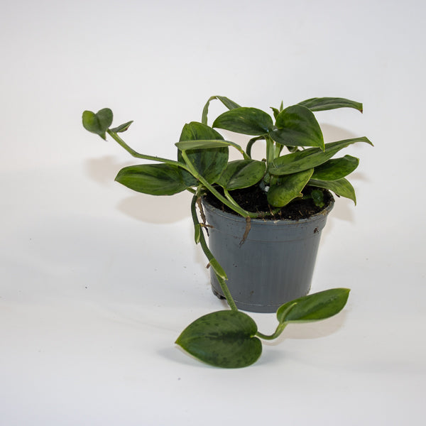 Scindapsus 'Wallet Sakti' Ø9cm H10cm
