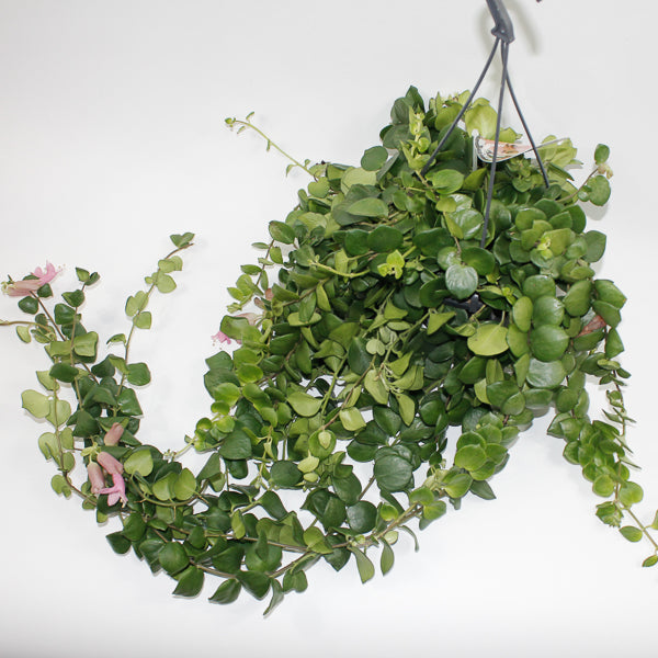 Aeschynanthus Pink Polka Ø15cm H45cm