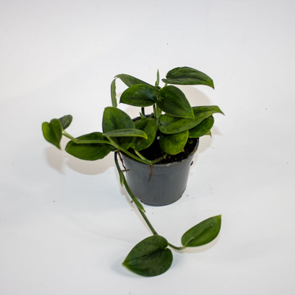 Scindapsus 'Wallet Sakti' Ø9cm H10cm