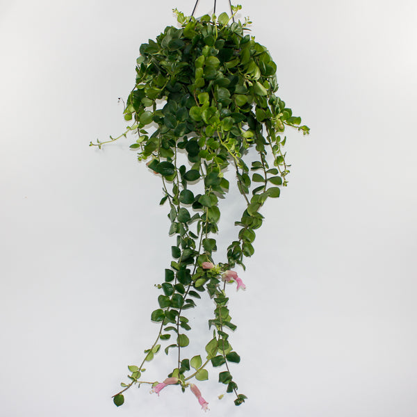 Aeschynanthus Pink Polka Ø15cm H45cm