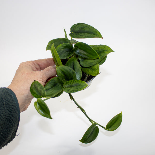 Scindapsus 'Wallet Sakti' Ø9cm H10cm